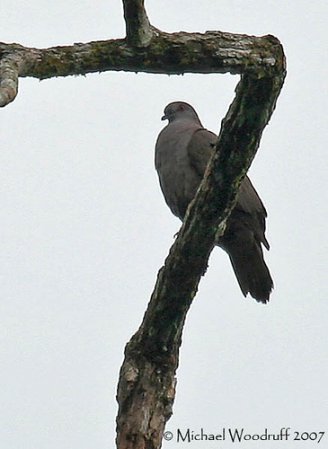 Photo (1): Dusky Pigeon