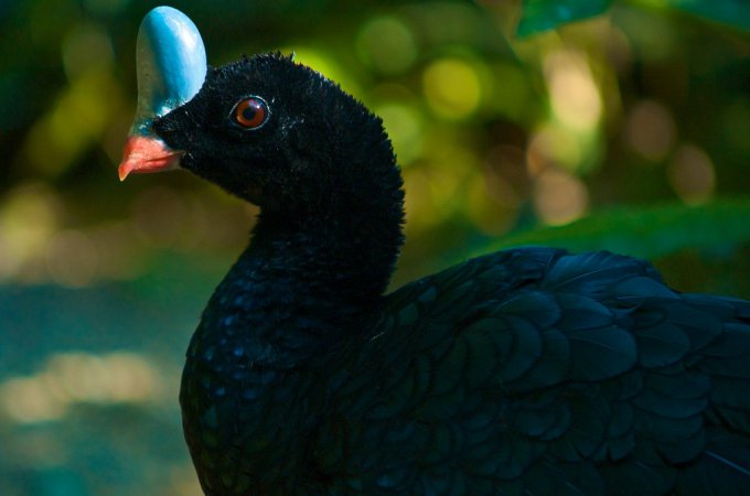 Photo (2): Helmeted Curassow