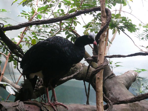 Photo (4): Helmeted Curassow