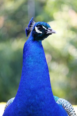Photo (6): Indian Peafowl