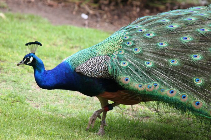 Photo (3): Indian Peafowl