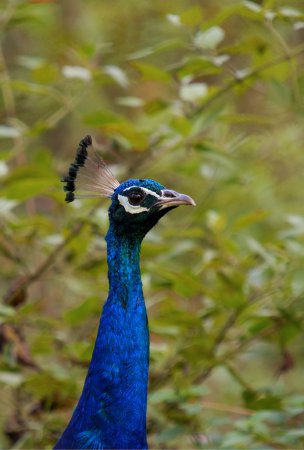 Photo (15): Indian Peafowl