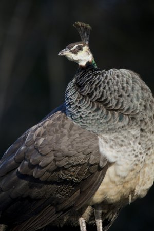 Photo (2): Indian Peafowl