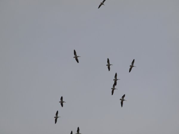 Photo (23): American White Pelican