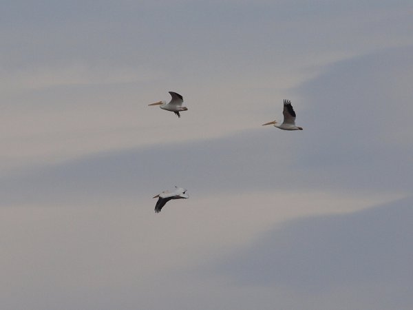 Photo (27): American White Pelican