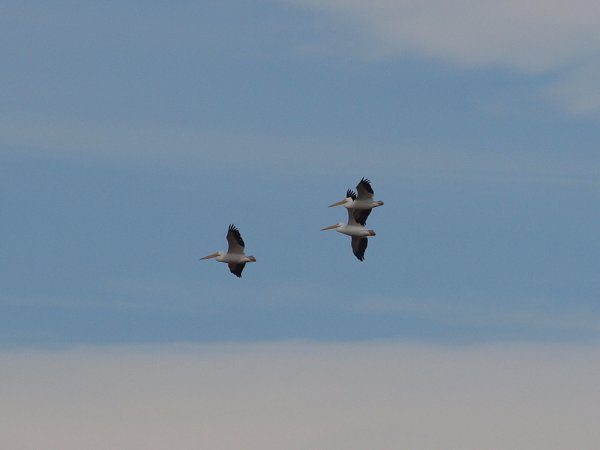 Photo (26): American White Pelican
