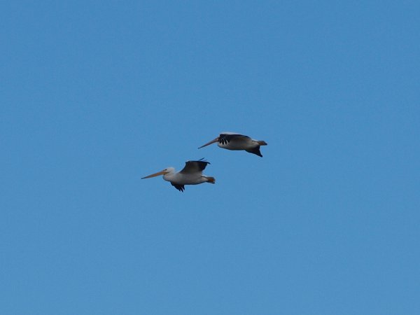 Photo (12): American White Pelican