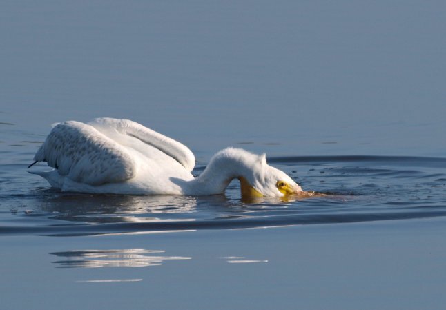 Photo (28): American White Pelican