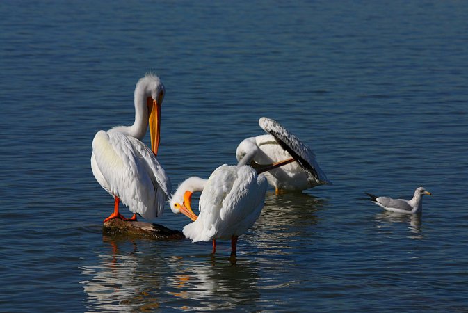 Photo (25): American White Pelican