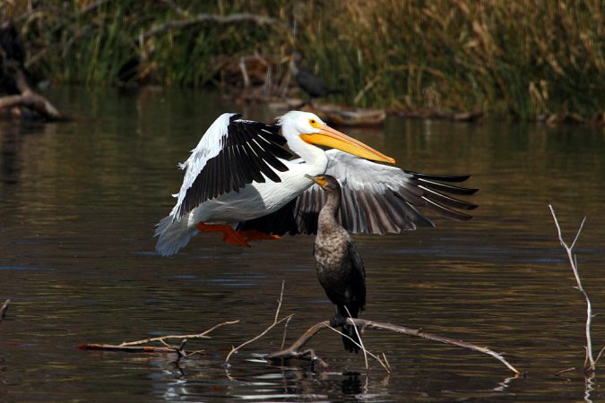 Photo (21): American White Pelican