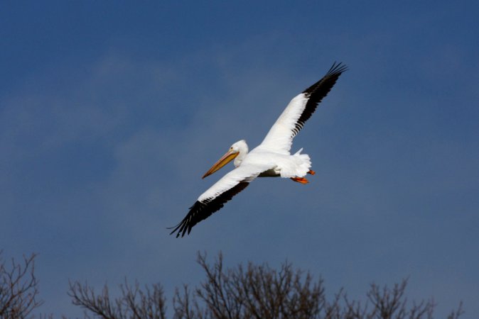 Photo (24): American White Pelican