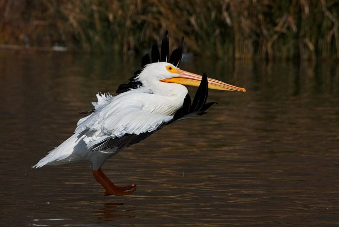 Photo (4): American White Pelican