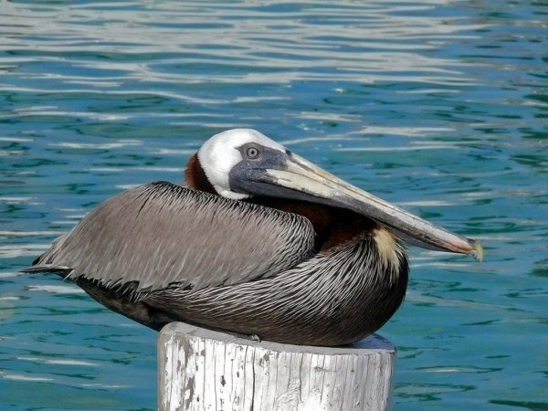 Photo (7): Brown Pelican