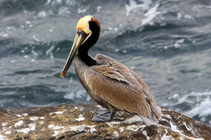 Photo (4): Brown Pelican