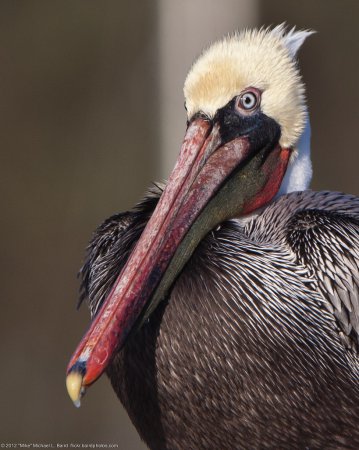 Photo (16): Brown Pelican