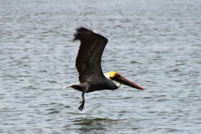 Photo (14): Brown Pelican