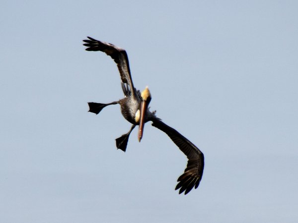 Photo (9): Brown Pelican