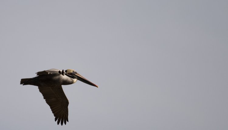 Photo (8): Brown Pelican