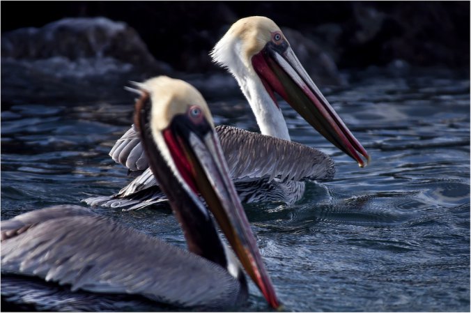 Photo (5): Brown Pelican