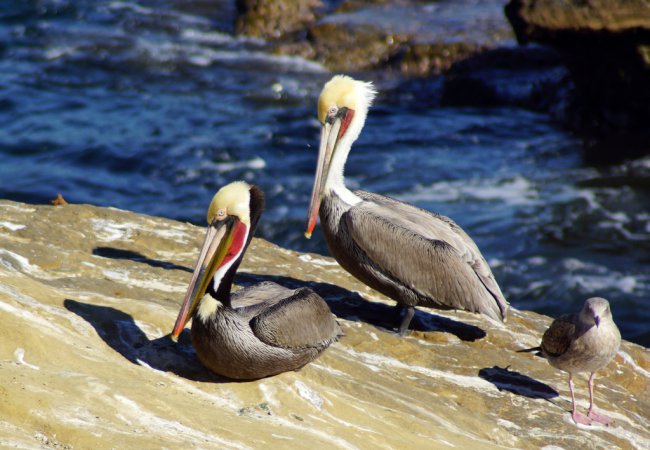 Photo (3): Brown Pelican