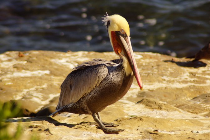 Photo (2): Brown Pelican