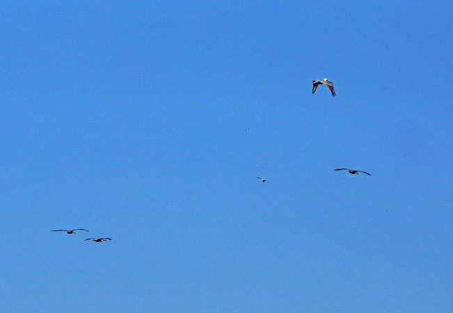 Photo (17): Brown Pelican