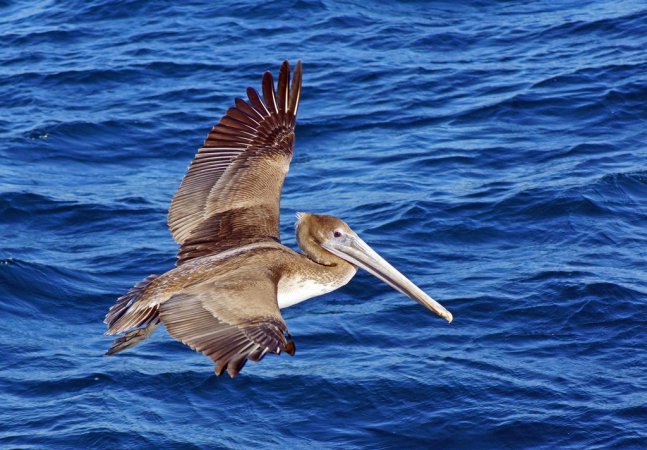 Photo (22): Brown Pelican