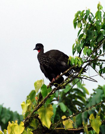 Photo (19): Crested Guan