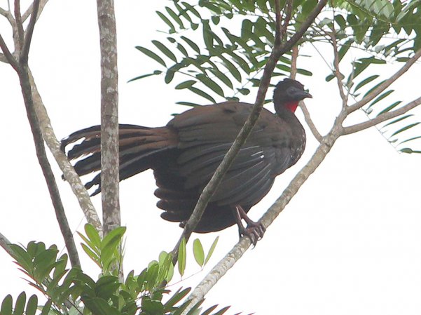 Photo (13): Crested Guan