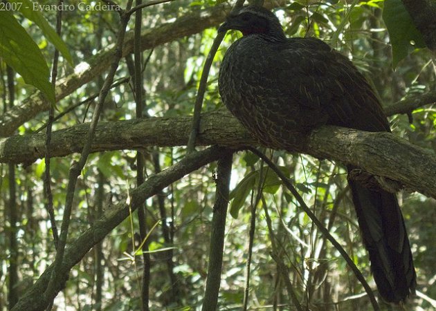Photo (1): Rusty-margined Guan