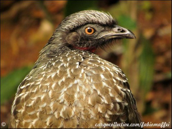 Photo (2): Rusty-margined Guan