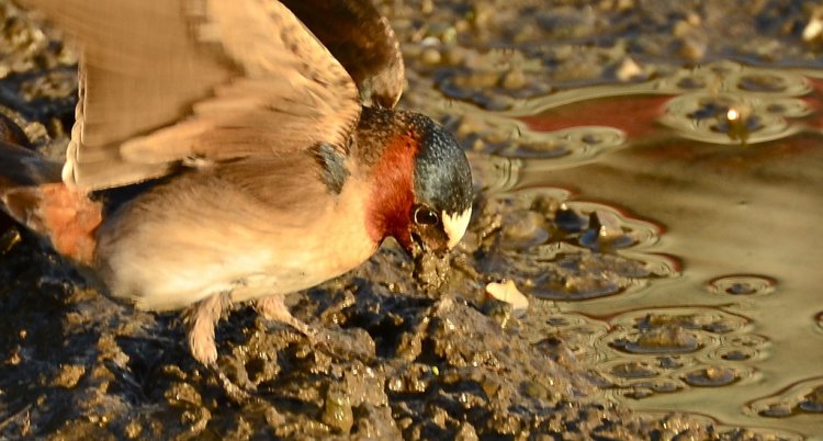 Photo (8): Cliff Swallow