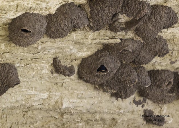 Photo (15): Cliff Swallow