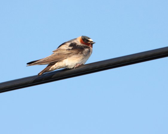 Photo (6): Cliff Swallow