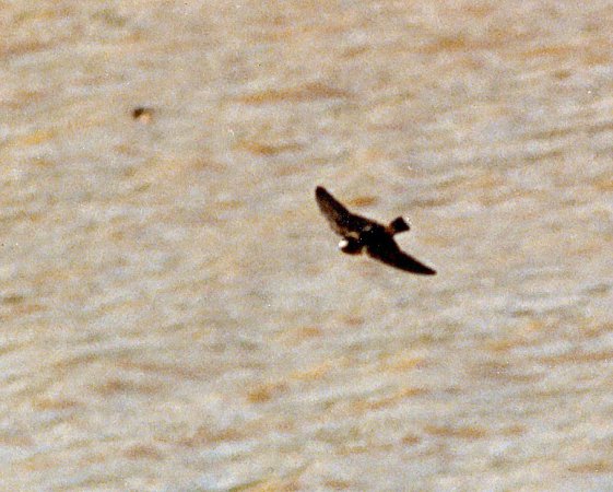 Photo (10): Cliff Swallow