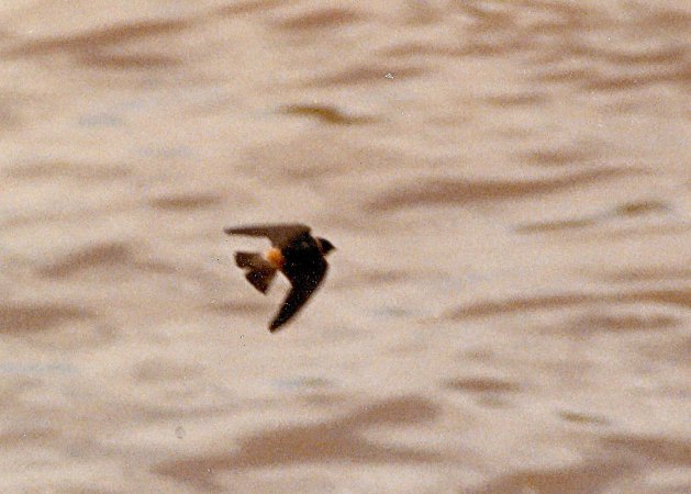 Photo (11): Cliff Swallow