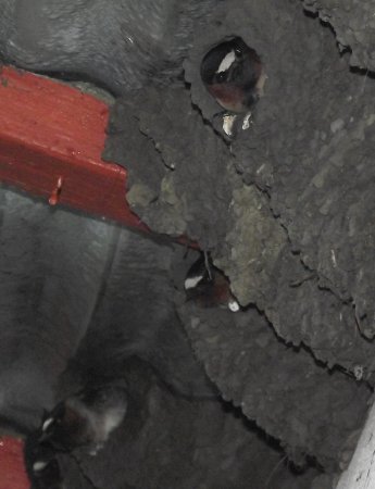 Photo (17): Cliff Swallow