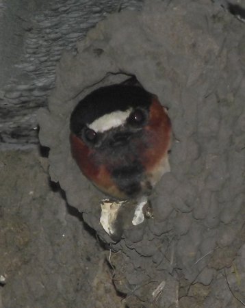 Photo (14): Cliff Swallow