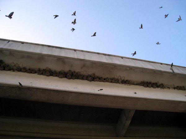 Photo (12): Cliff Swallow