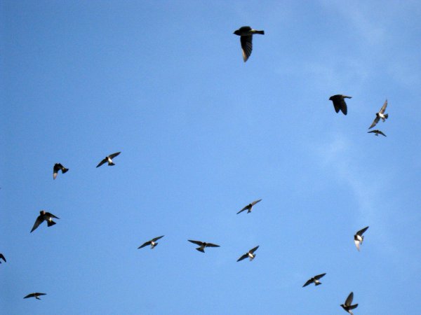 Photo (9): Cliff Swallow
