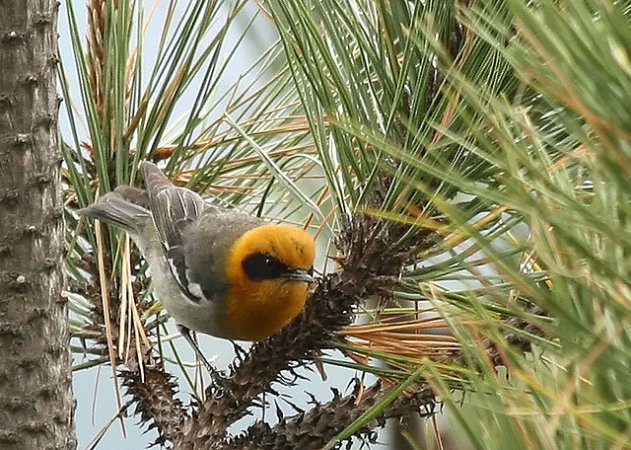 Photo (4): Olive Warbler