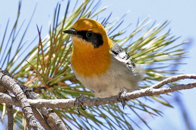 Photo (1): Olive Warbler