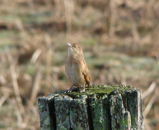 Photo (5): Greater Thornbird