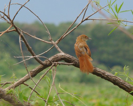 Photo (6): Greater Thornbird