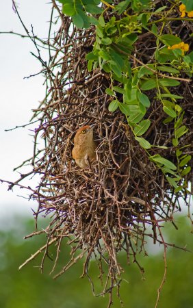 Photo (8): Greater Thornbird
