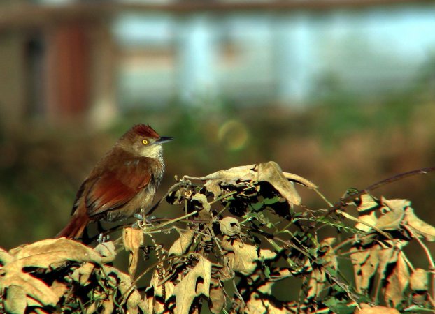 Photo (4): Greater Thornbird