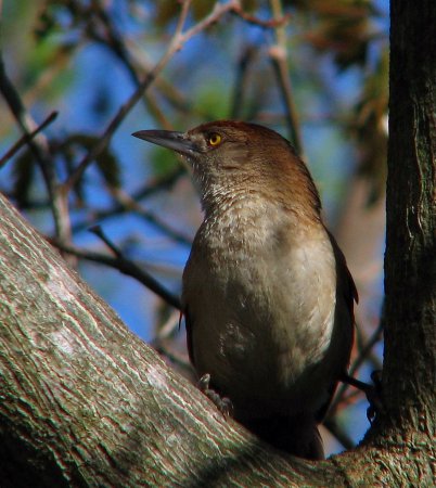 Photo (7): Greater Thornbird