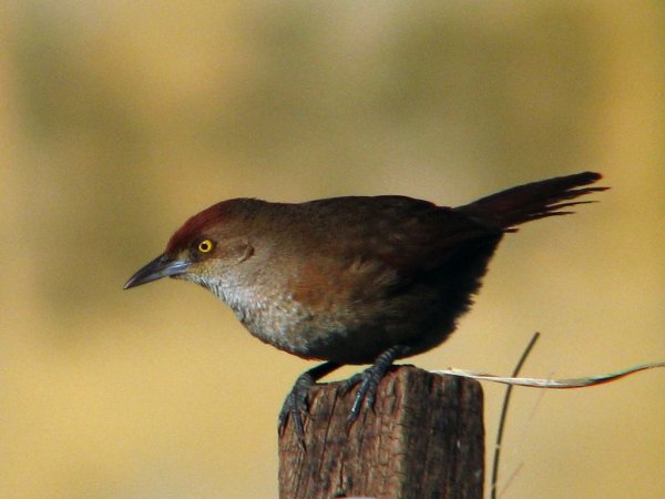 Photo (3): Greater Thornbird