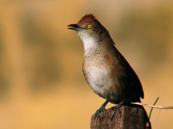 Photo (2): Greater Thornbird