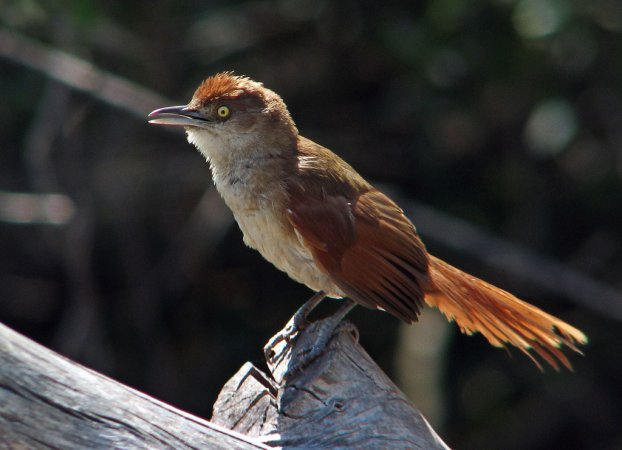 Photo (1): Greater Thornbird